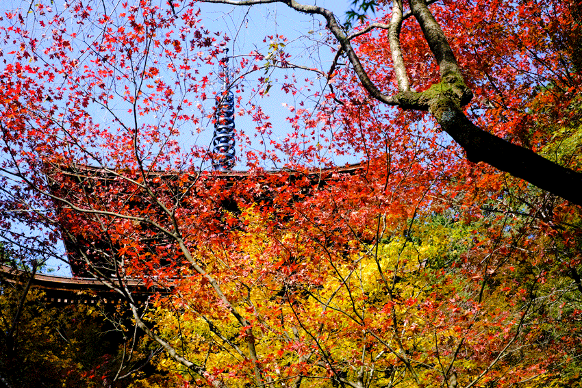 金剛輪寺の紅葉 その 長い木の橋 金剛輪寺の紅葉 その 長い木の橋