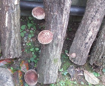 f0003283_07114981.jpg