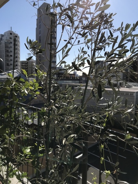 e0397389_13422279.jpeg