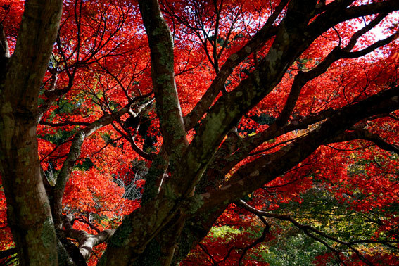 急な冷え込み鮮やか紅葉_b0145296_14450716.jpg