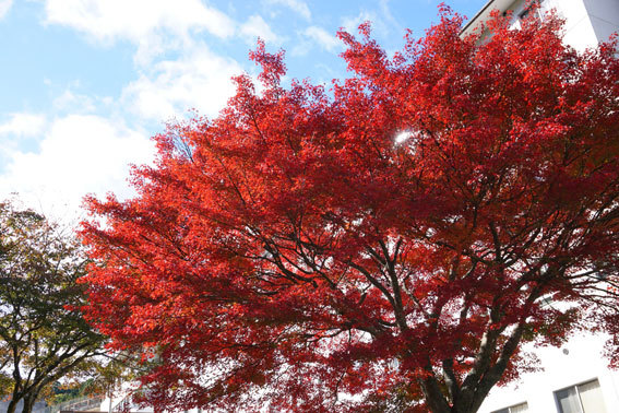 急な冷え込み鮮やか紅葉_b0145296_14450773.jpg