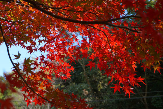 急な冷え込み鮮やか紅葉_b0145296_14451355.jpg