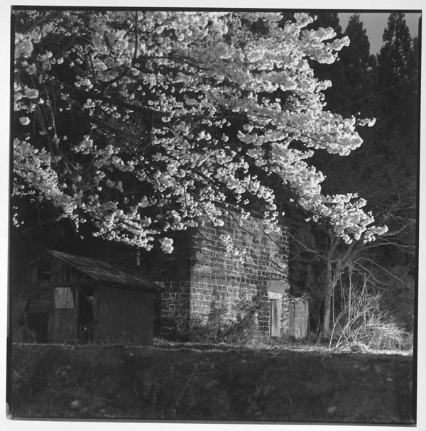 カラミ煉瓦の蔵と夜桜_f0173596_10374568.jpg