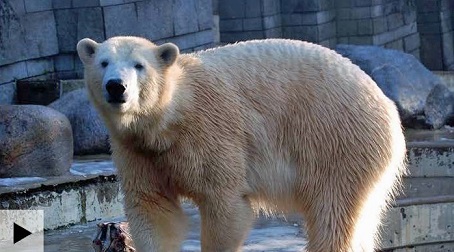 ドイツ ヴッパータール動物園のアノーリとルカの移動先はオランダのフリースラント アクア動物園か Polarbearology Conjectaneum