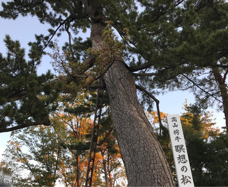 瞑想の松 仙台 幸町からふたたび写真日記