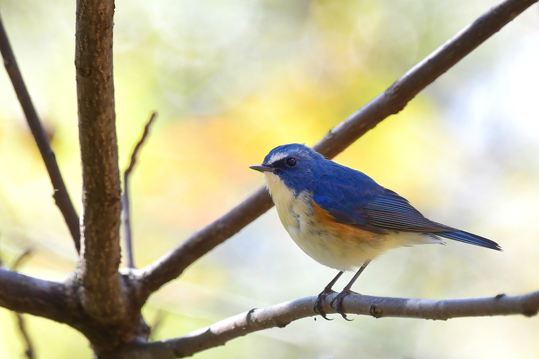 瑠璃色ルリビタキ　　ジョウビタキ　　紅葉_c0098019_20573788.jpg