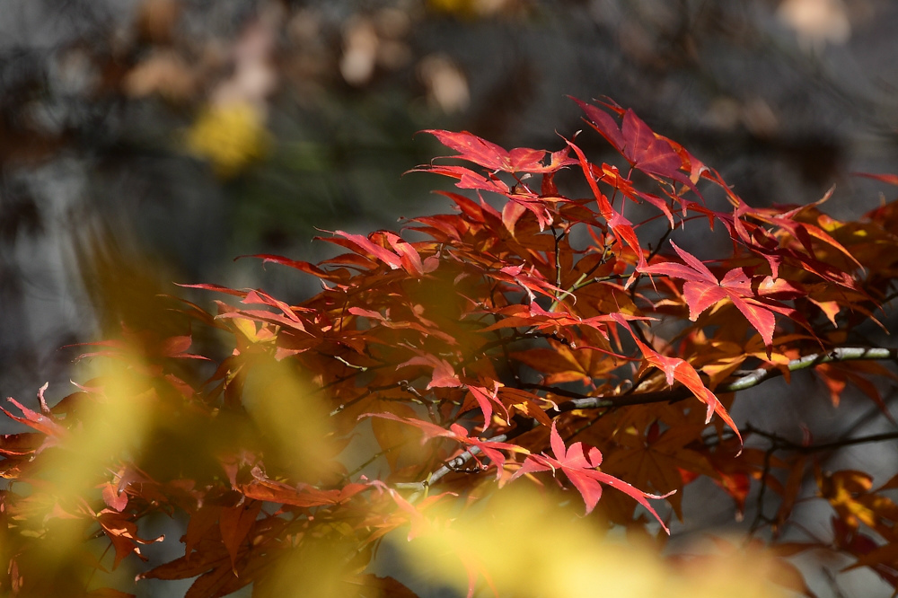 瑠璃色ルリビタキ　　ジョウビタキ　　紅葉_c0098019_20575600.jpg