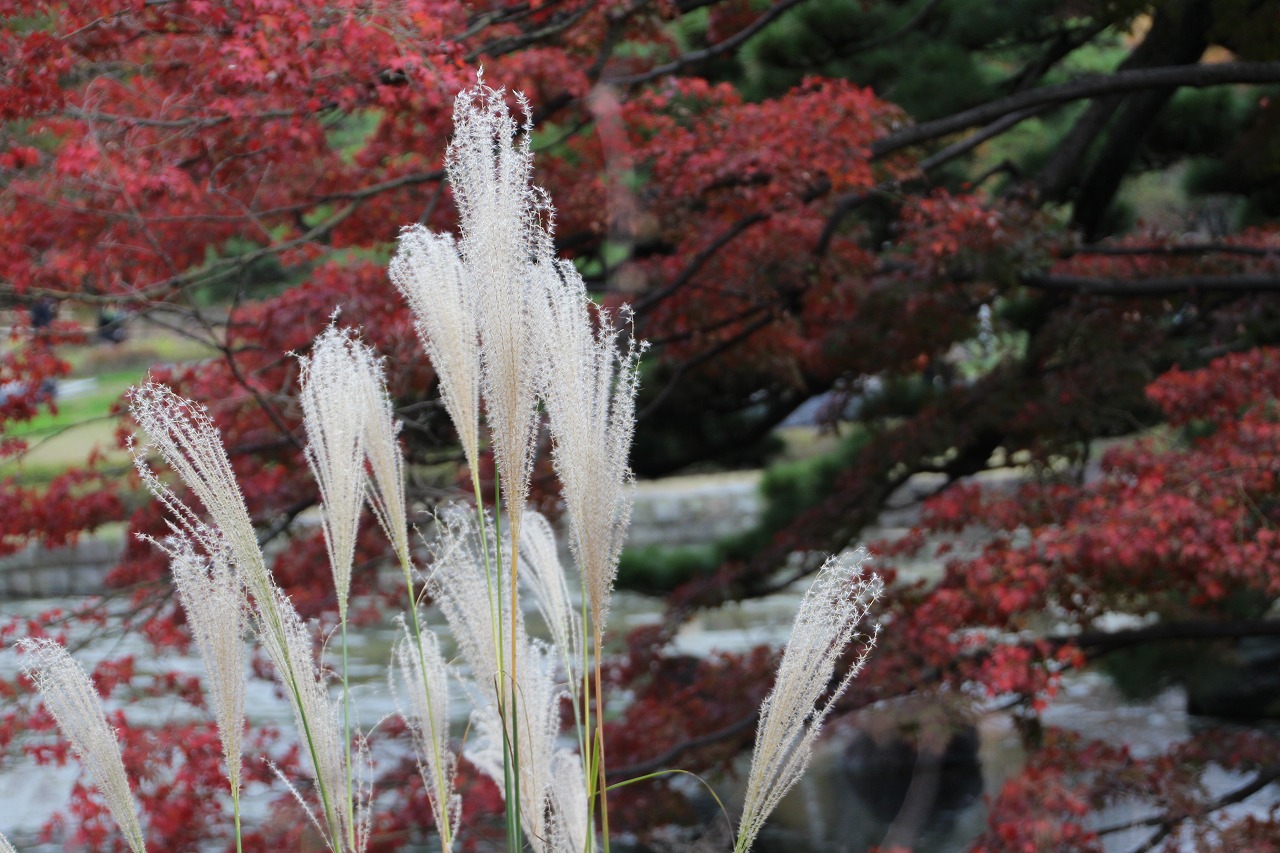 万葉集その八百四十（橘の花咲く頃） : 万葉集遊楽