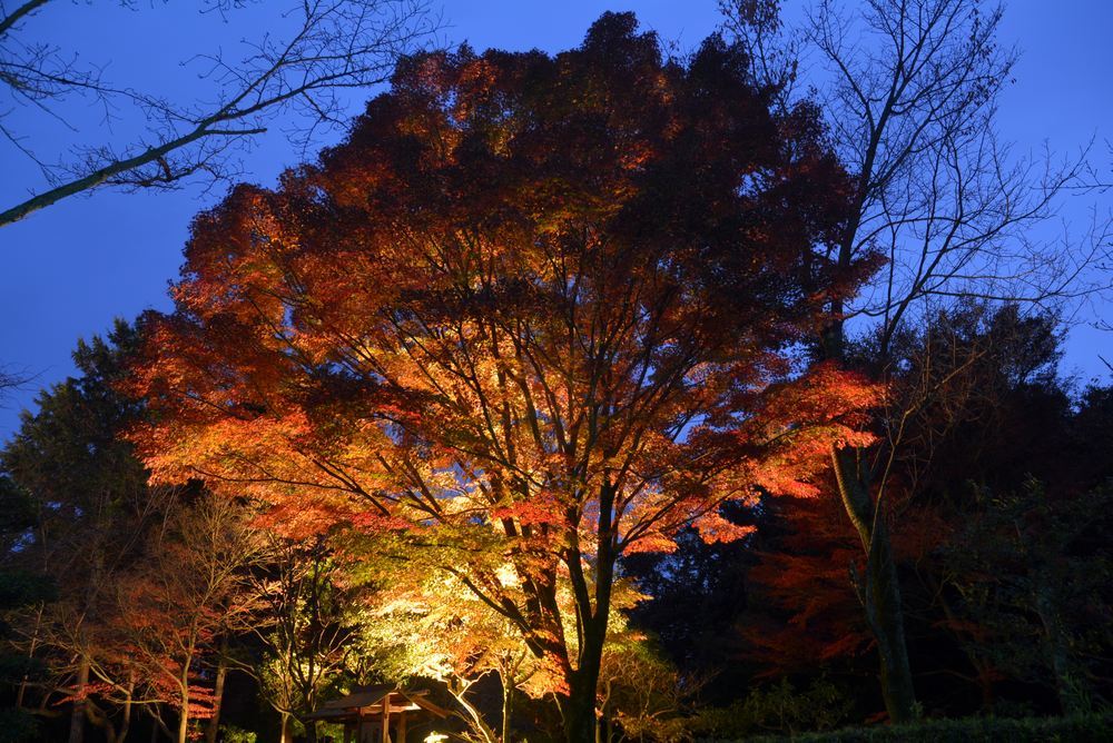 1丁目の紅葉夜景_e0373930_23144517.jpg