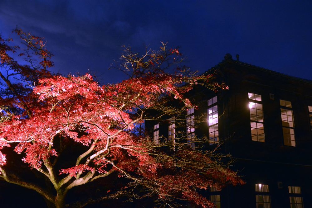 1丁目の紅葉夜景_e0373930_23144573.jpg