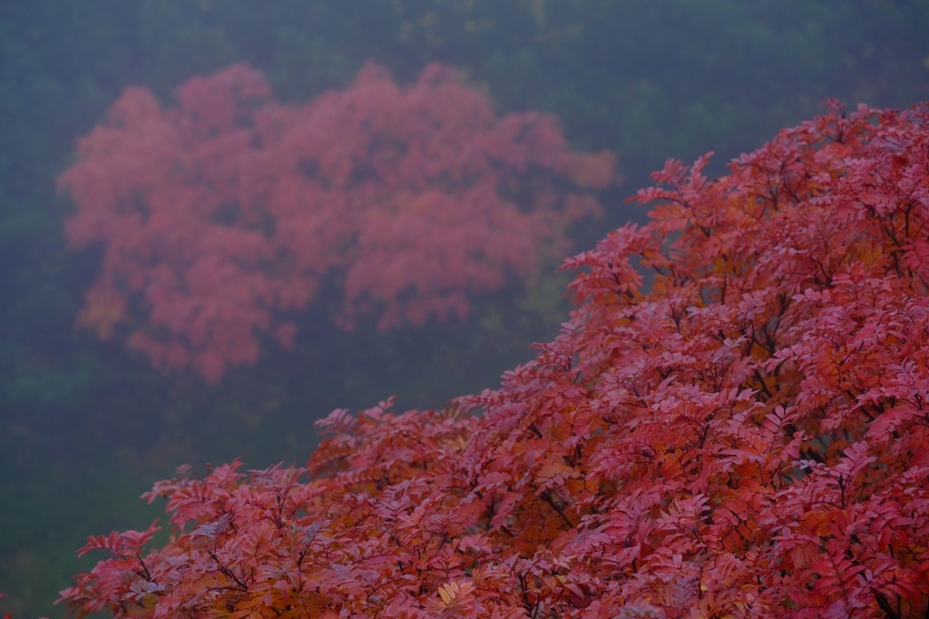 紅葉寒雨図　FUJIFILM X Series Facebboより転載_f0050534_07380923.jpg