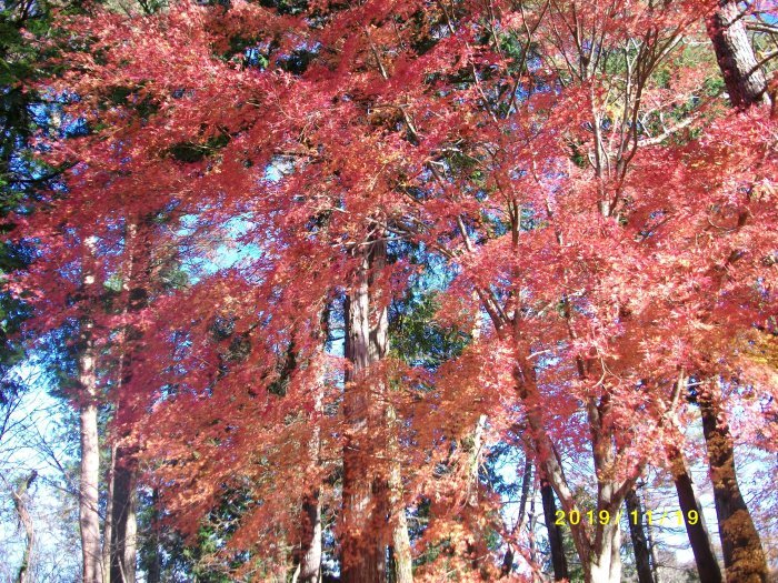 山中湖から道志　紅葉_c0012657_21462826.jpg