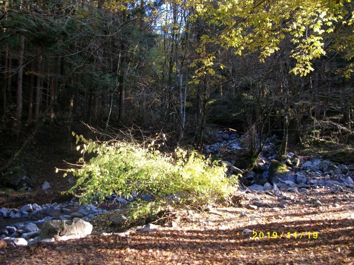 山中湖から道志　紅葉_c0012657_21491692.jpg