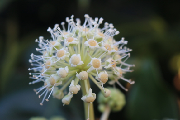 八手の花 ヤツデノハナ ひげ爺の花便り