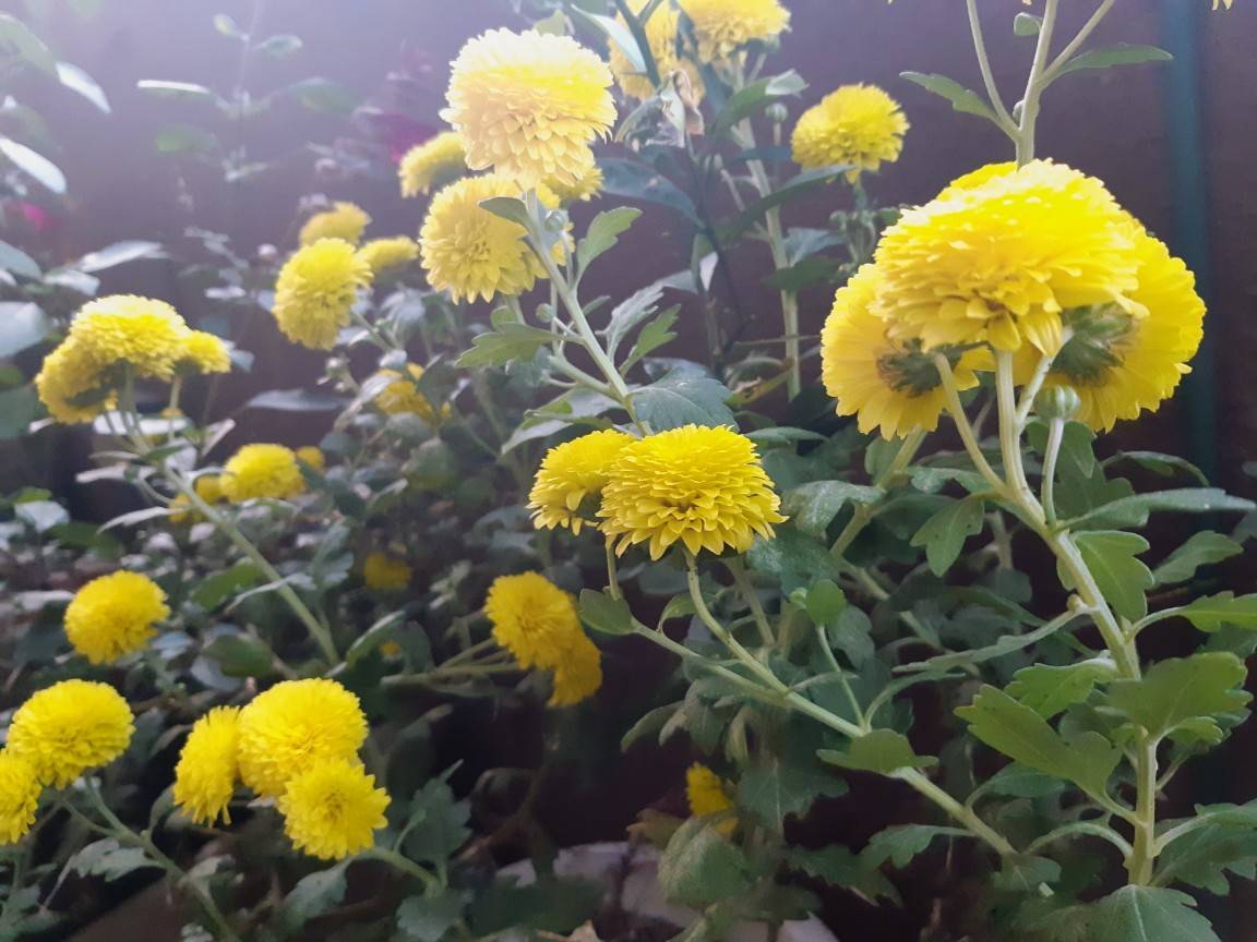 ピンポンマムは丸くなったか 花暮らしの記