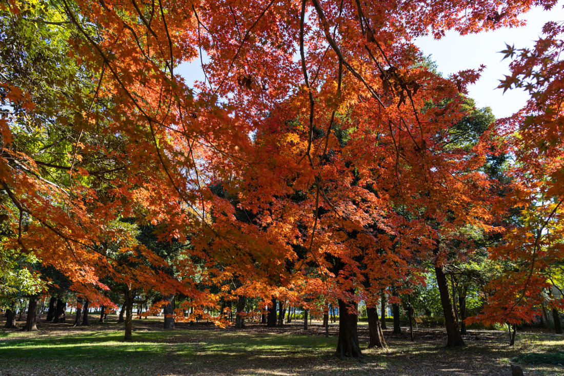 森公園の紅葉 ２_a0261169_15305732.jpg