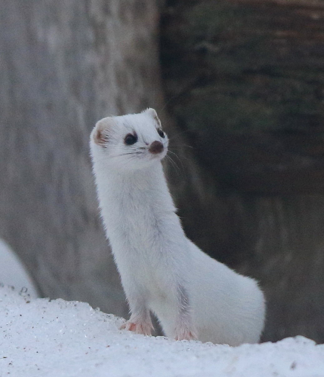 イイズナ コエゾイタチ パイサチリカムイ アイヌモシリの野生たち 獣と野鳥の写真図鑑 イイズナ コエゾイタチ パイサチリカムイ アイヌモシリの野生たち 獣と野鳥の写真図鑑