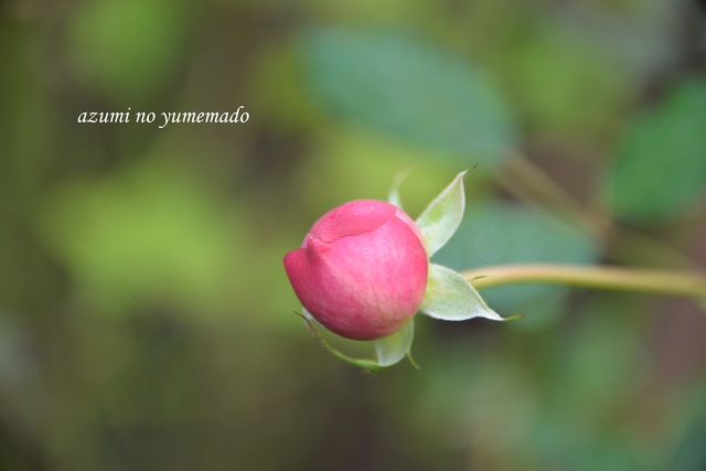 11月 最後のバラが好き Azumiの夢まど 11月 最後のバラが好き Azumiの夢まど