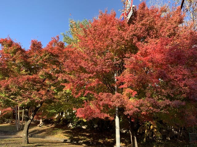 富士五湖ドライブと紅葉_e0133780_21304676.jpg