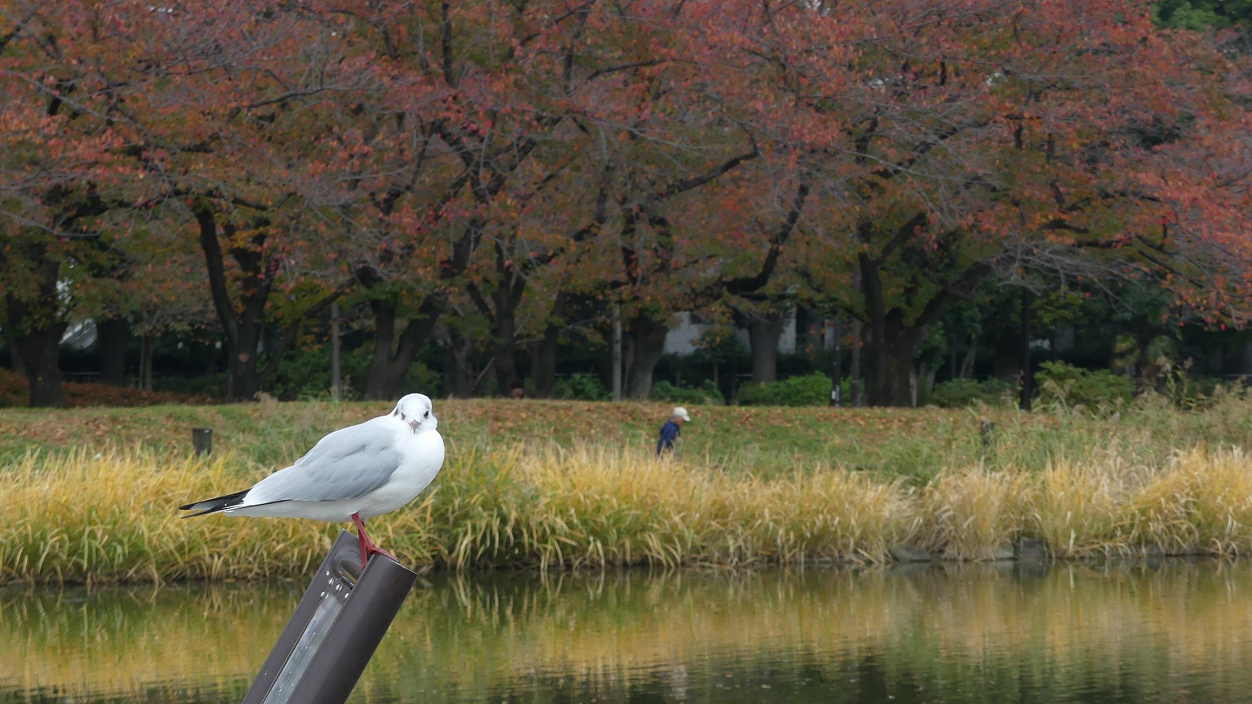 カモーン!カモッチ_a0185081_13014712.jpg