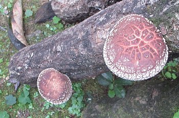 f0003283_07543831.jpg