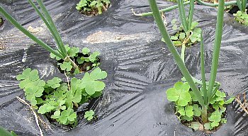 f0003283_07544253.jpg