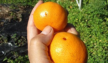 f0003283_07544982.jpg