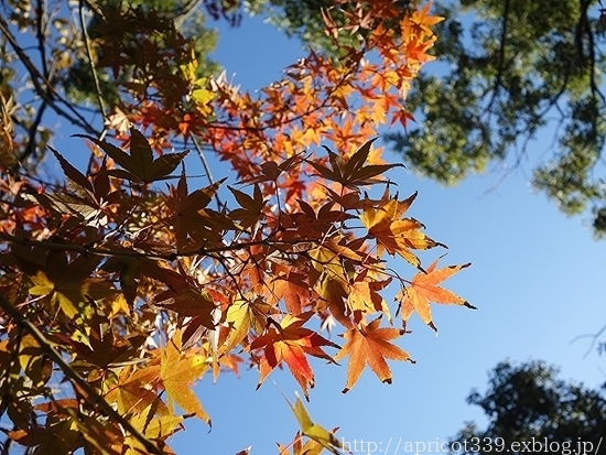 晩秋の庭しごと 低木と宿根草の紅葉 シンプルで心地いい暮らし