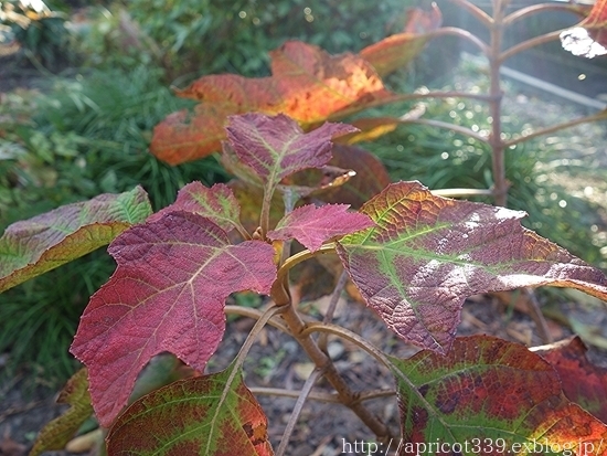 晩秋の庭しごと 低木と宿根草の紅葉 シンプルで心地いい暮らし