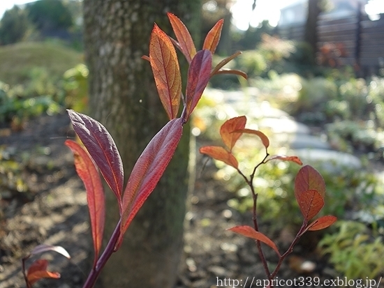 晩秋の庭しごと 低木と宿根草の紅葉 シンプルで心地いい暮らし