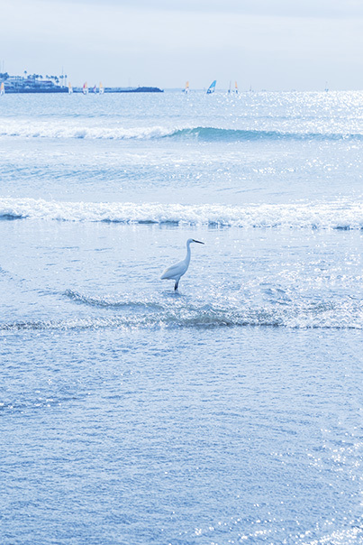 11月の由比ヶ浜海岸_b0145398_23250010.jpg