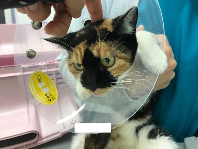 こぐま、負傷猫への医療費のご協力をお願いします_f0242002_15030161.jpg