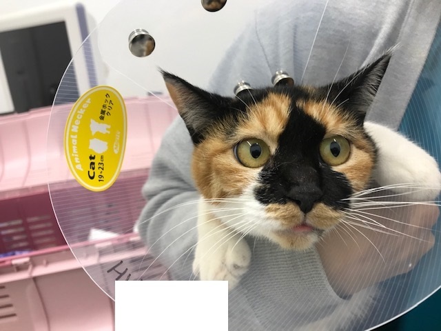 こぐま、負傷猫への医療費のご協力をお願いします_f0242002_15030676.jpg
