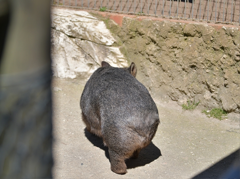 傍に大きなウォンバット 静かに囲んだみんなの笑顔 Bonsoir 傍に大きなウォンバット 静かに囲んだみんなの笑顔 Bonsoir
