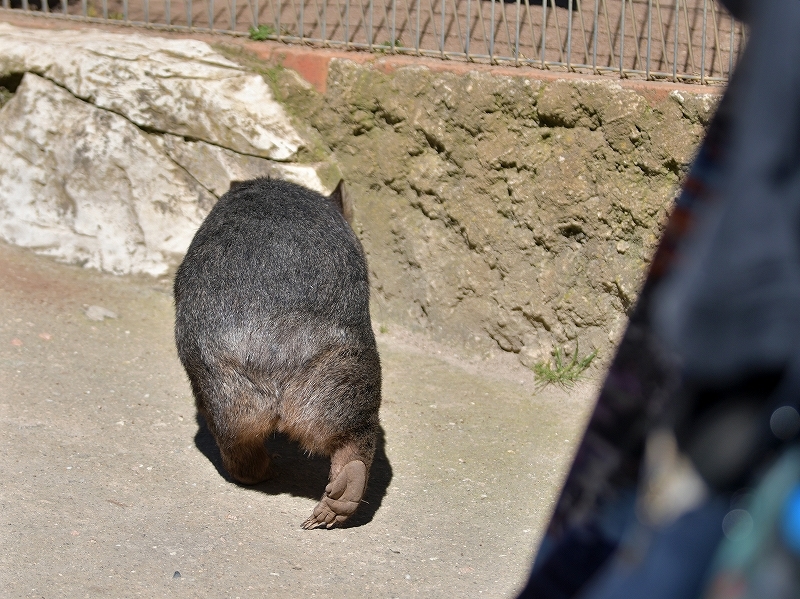 傍に大きなウォンバット 静かに囲んだみんなの笑顔 Bonsoir 傍に大きなウォンバット 静かに囲んだみんなの笑顔 Bonsoir