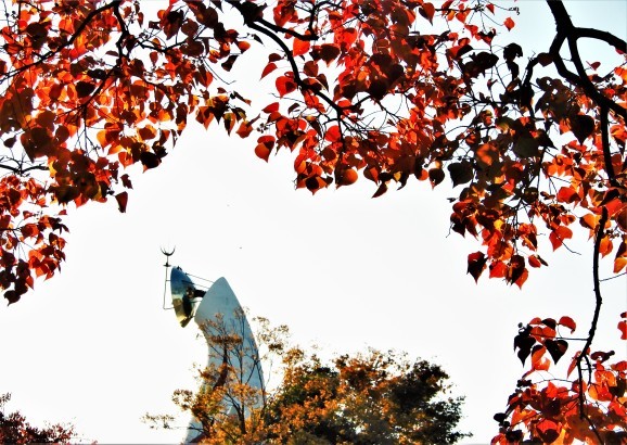 冬もみぢの恋人たち 🍂🍂 2(Two)_c0345705_15382413.jpg