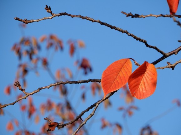 冬もみぢの恋人たち 🍂🍂 2(Two)_c0345705_15444088.jpg