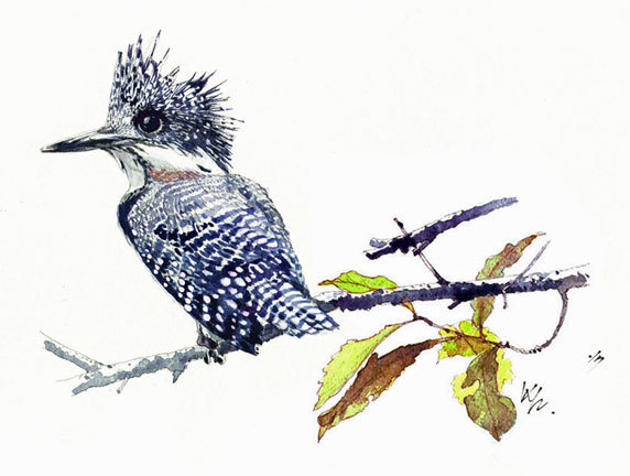 野鳥編！今回も主人の絵を～ : ボタニカルアート～四季折々～