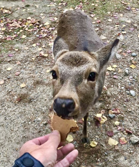 奈良公園の鹿と戯れる 笑わせるなよ泣けるじゃないか2