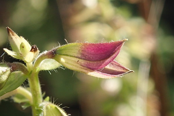 キバナアキギリ 黄花秋桐_e0398208_08393471.jpg