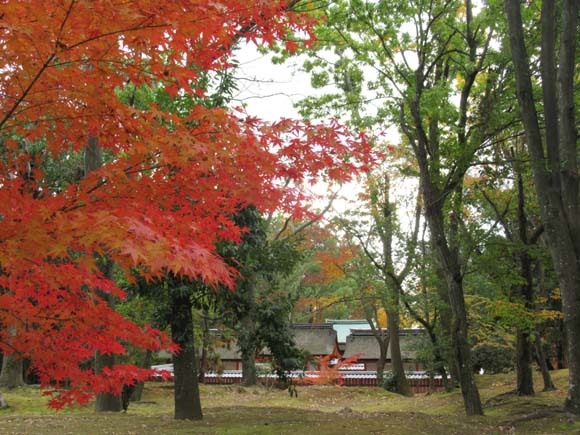 紅葉が盛り 仁和寺_e0048413_21512582.jpg