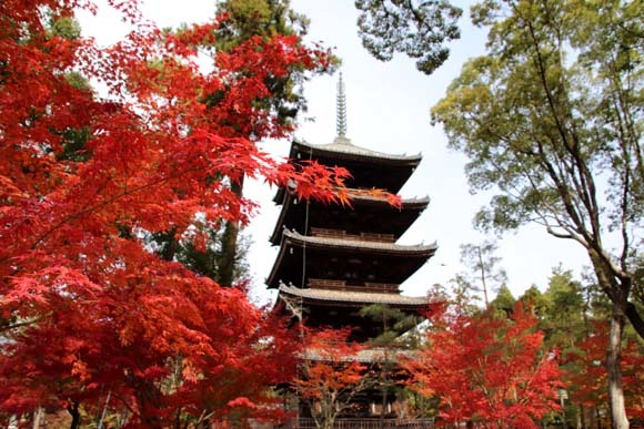 紅葉が盛り 仁和寺_e0048413_21513480.jpg