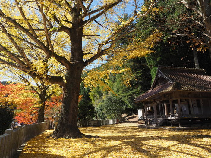 今日の客人神社の黄葉_c0116915_00242081.jpg