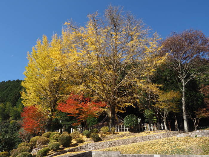 今日の客人神社の黄葉_c0116915_00245362.jpg