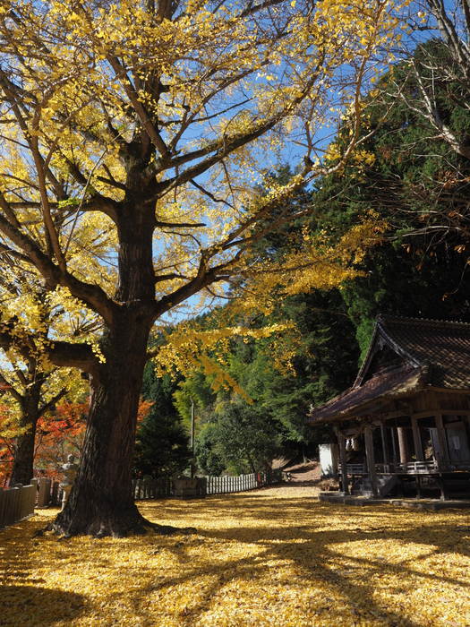 今日の客人神社の黄葉_c0116915_00251199.jpg