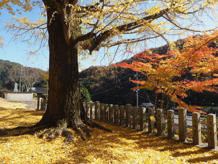 今日の客人神社の黄葉_c0116915_00254183.jpg
