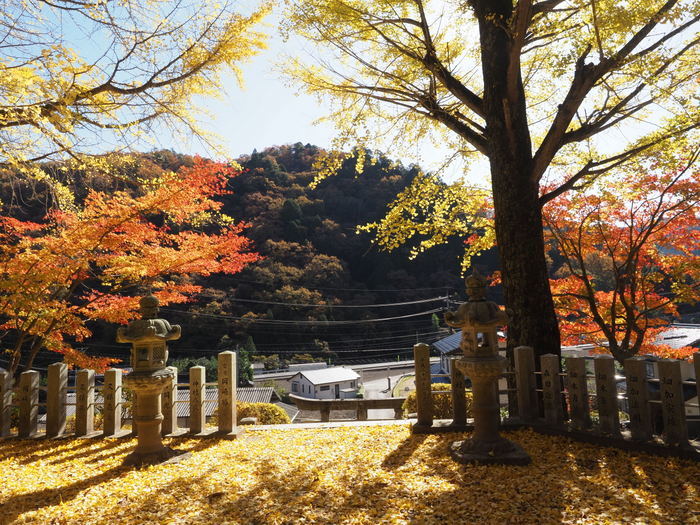 今日の客人神社の黄葉_c0116915_00255168.jpg
