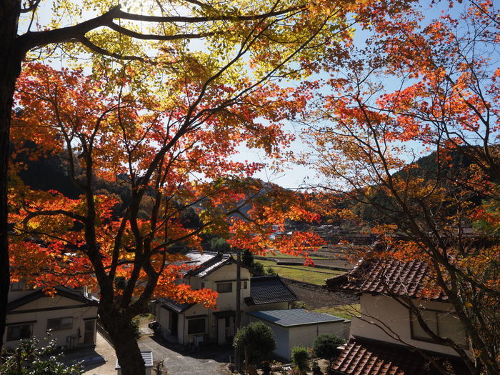 今日の客人神社の黄葉_c0116915_00264385.jpg