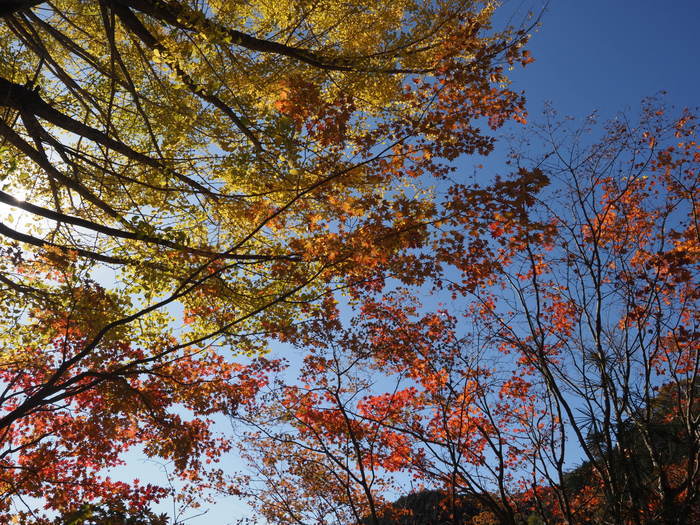 今日の客人神社の黄葉_c0116915_00265731.jpg