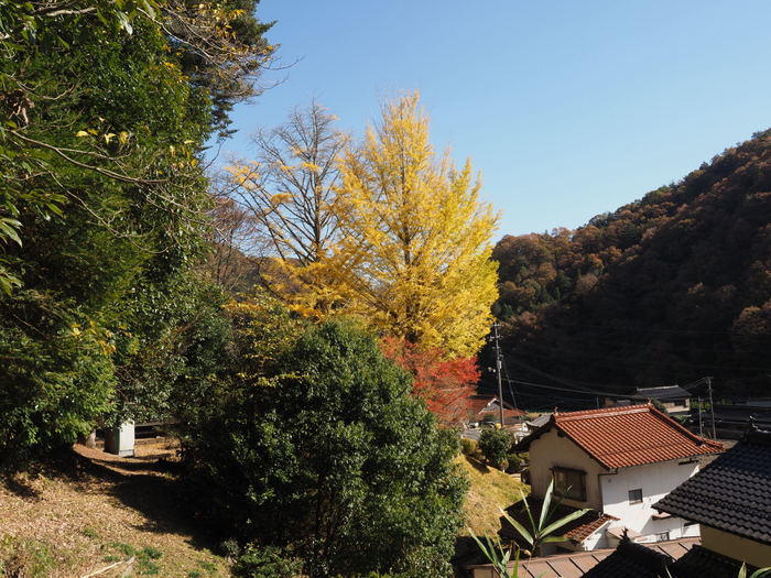 今日の客人神社の黄葉_c0116915_00271901.jpg